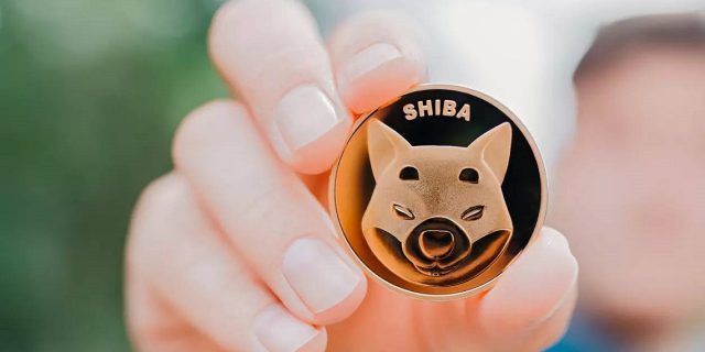 Shiba-Inu
