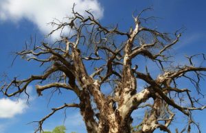 Pioneering Genomic Tool Shields Trees From Global Pathogen Threat