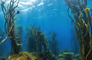 AI to the Rescue: Reviving Australia’s Giant Kelp Forests