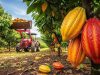 Why U.S. Cocoa Futures Are Surging Today