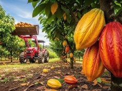 Why U.S. Cocoa Futures Are Surging Today